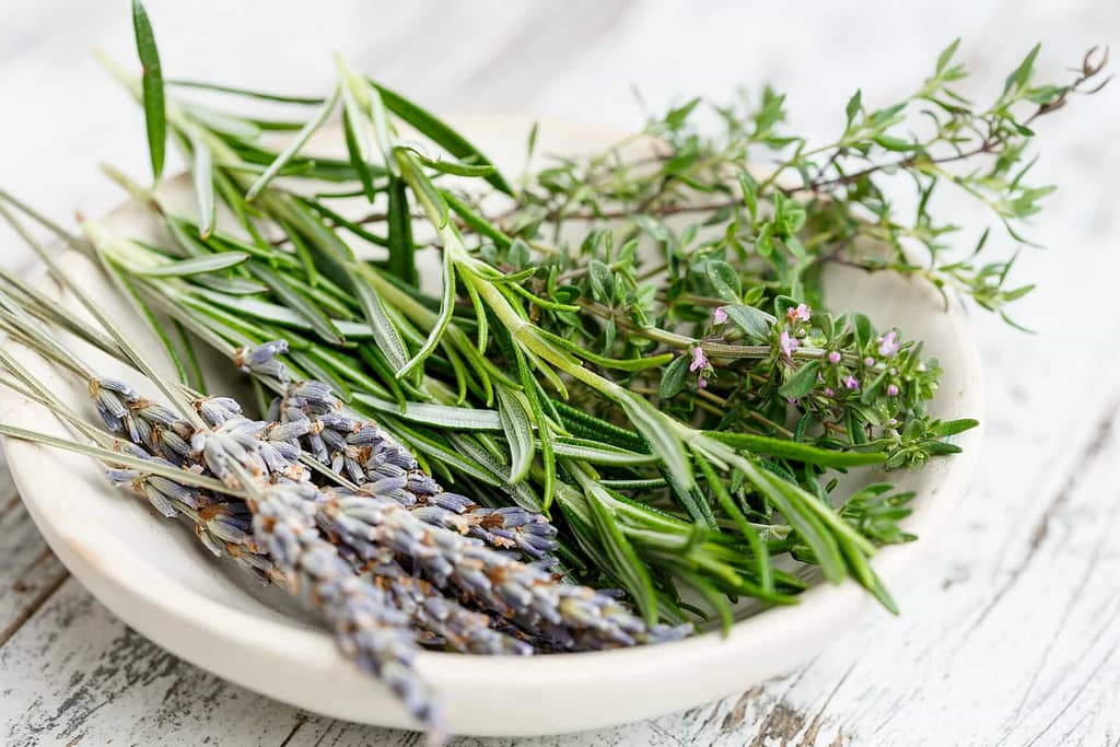 fresh herb selection