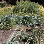 Vegetable Growing arts and crafts