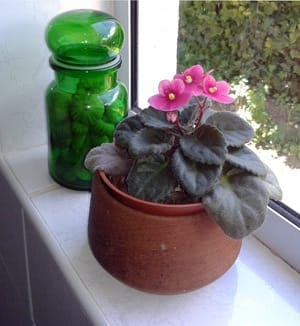African Violet