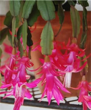 Disocactus060