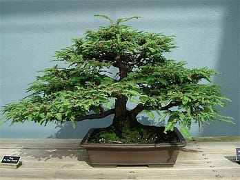 DIY Bonsai 3 Ideas - Crafting DIY