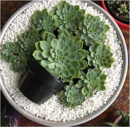 Hen and chicks