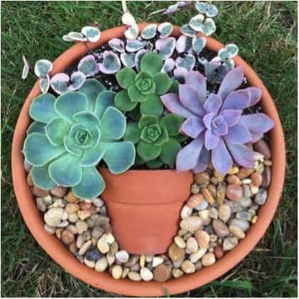 Three types of Echeveria