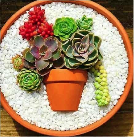 aeoniums, echeveria, and donkey tail