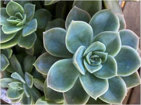 Echeveria
