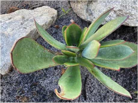 Cotyledon orbiculata