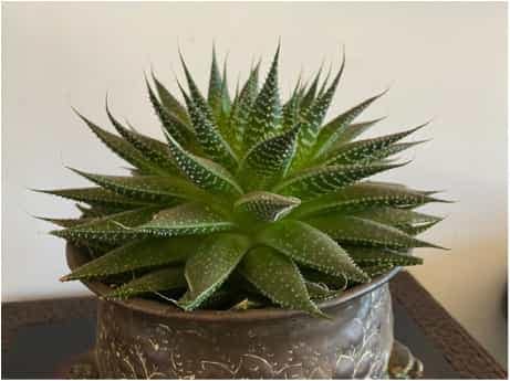 Haworthia