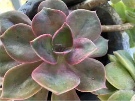 pink-hued Echeveria