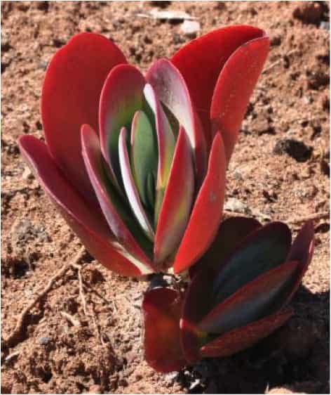 kalanchoe