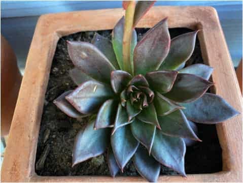 Echeveria Black Prince