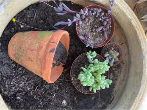 a pot within a pot