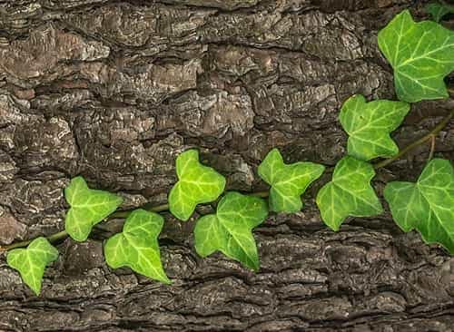 leaves for leaf printing