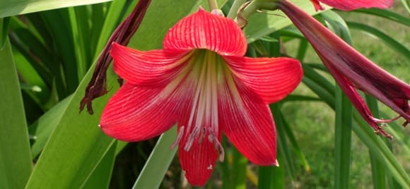 Amaryllis as a houseplant