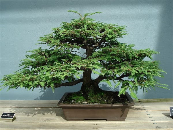 DIY Bonsai Redwood
