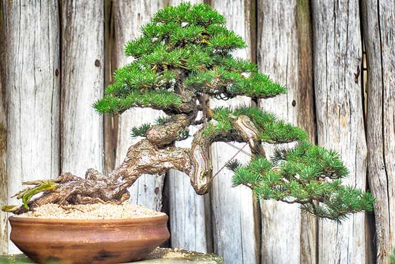 bonsai Books - bonsai tree
